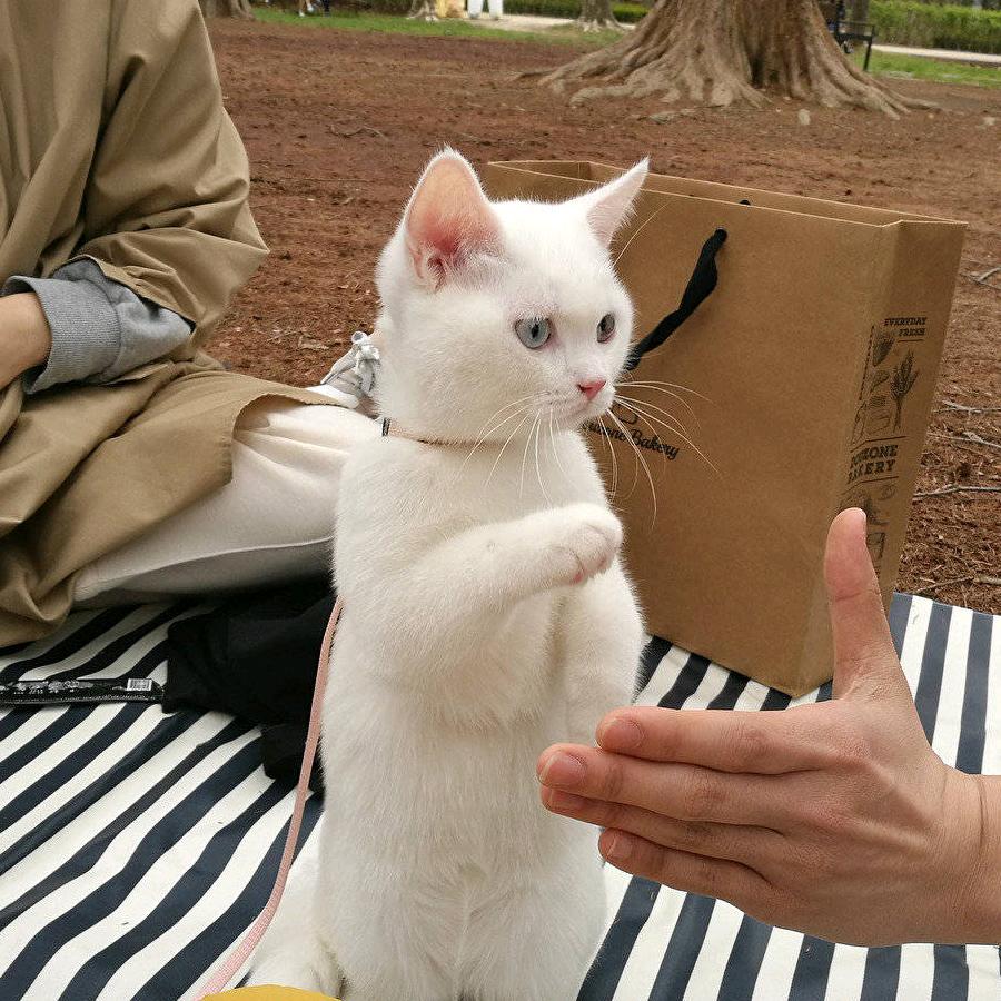 香芋芋泥西米露