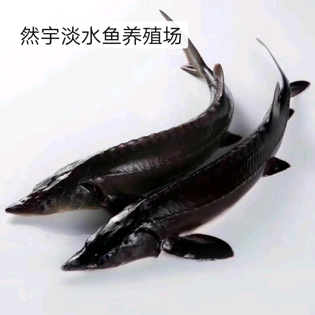 临朐县然宇淡水鱼养殖场