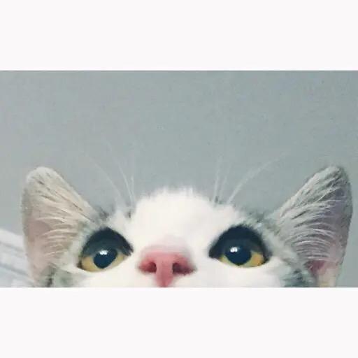 亮亮也是酿酿