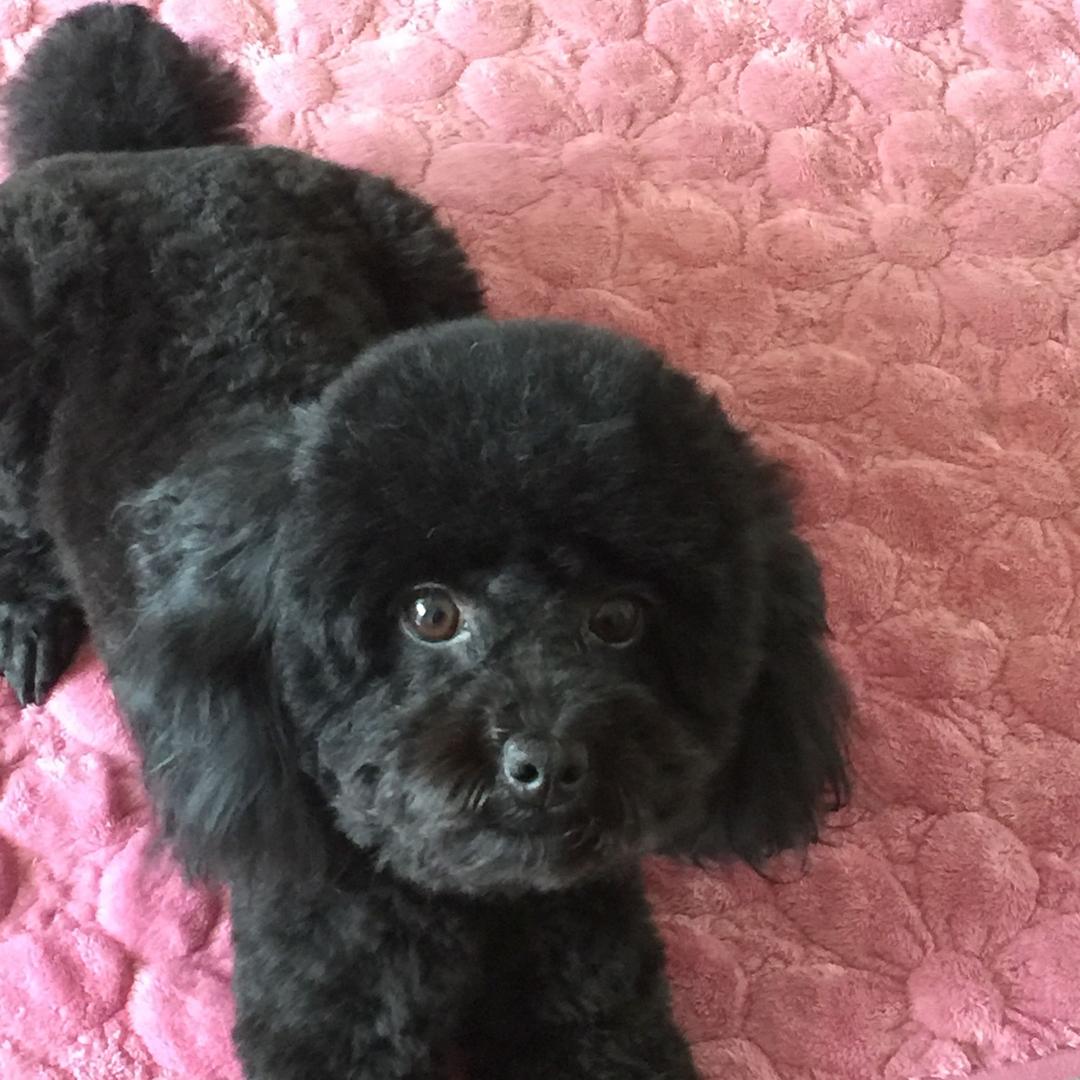 夏宇
