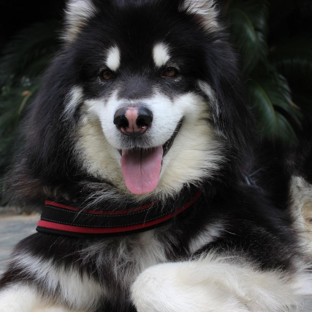 阿拉斯加皮蛋(12岁）