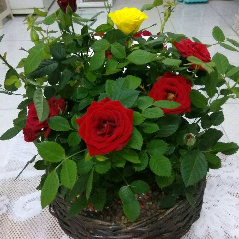 程晋荣