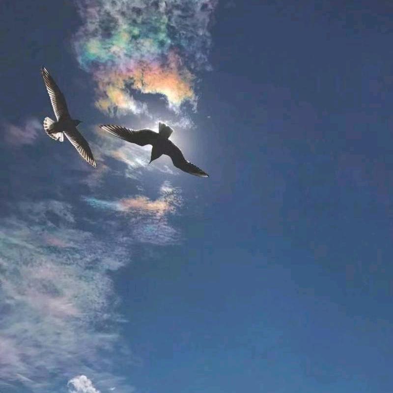 辽宁九诚金条机 元宝机