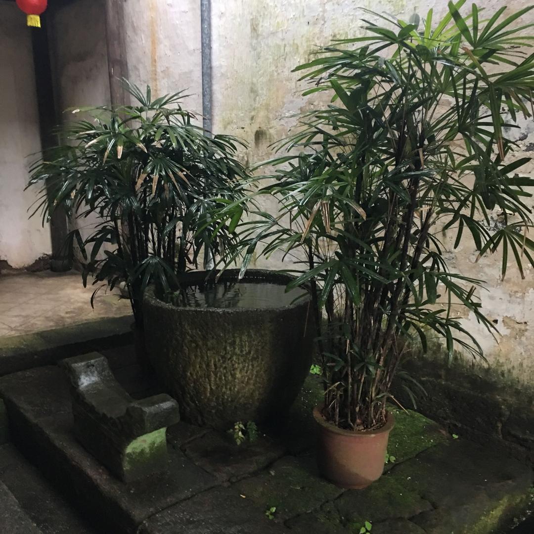 小萌猪猪