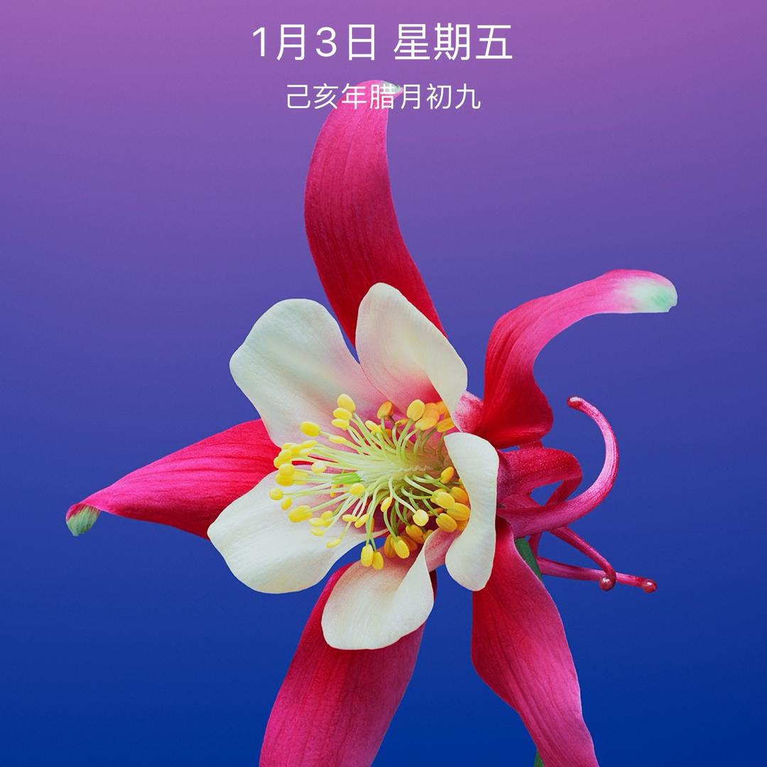 梅花🌹🌸