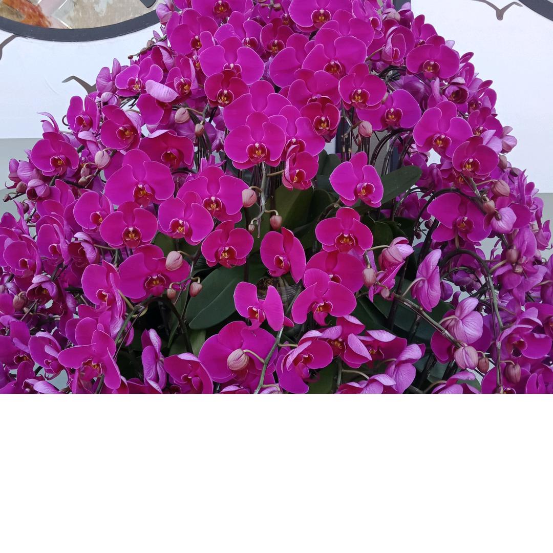 用户9144086351969顺其自然