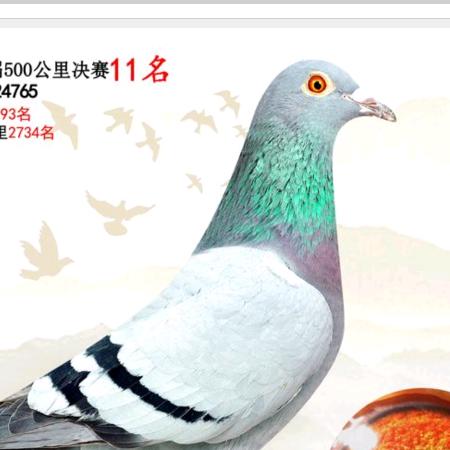 飞翔翔