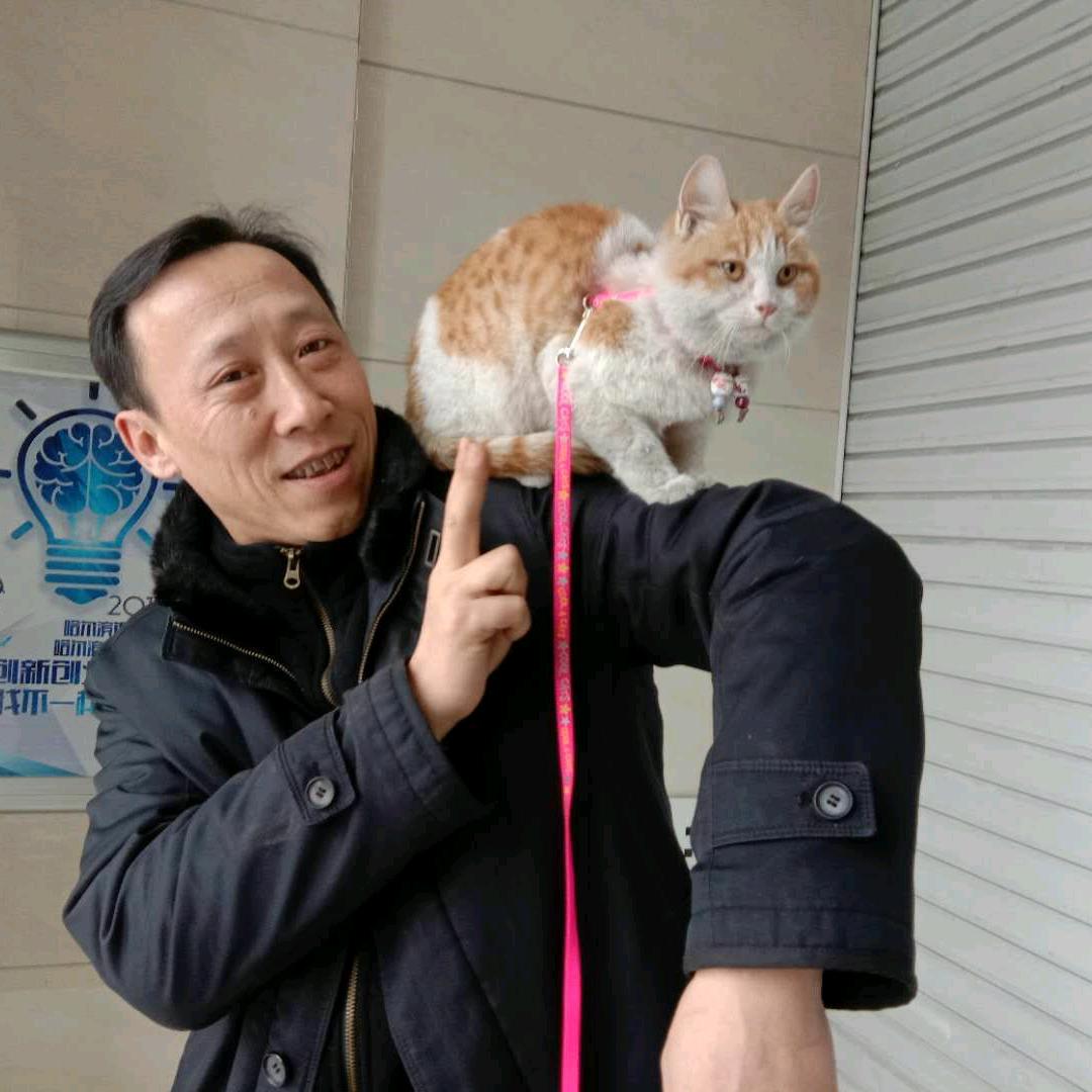 辉辉猫