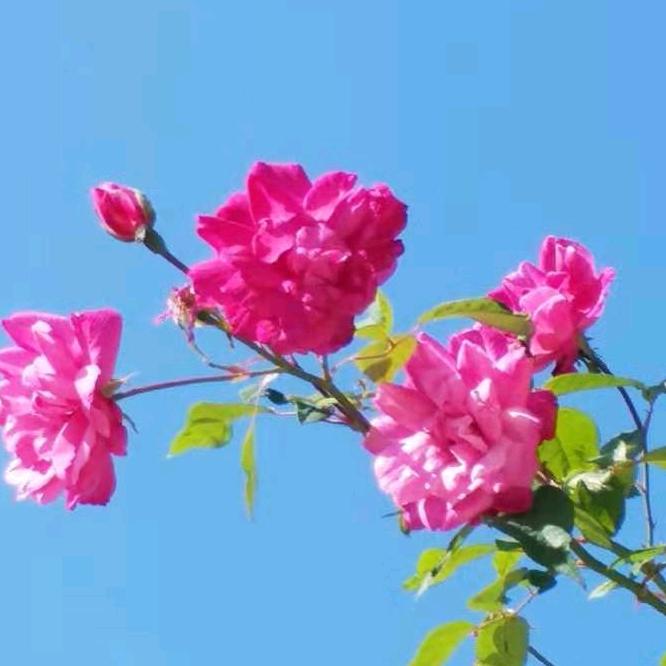 橙汁