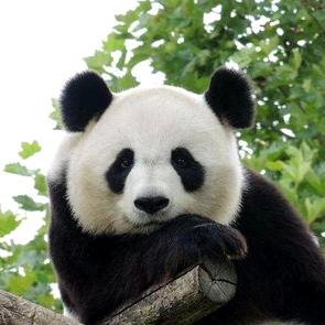 爱喝奶奶的小猪