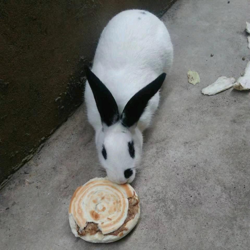 懒虫虫