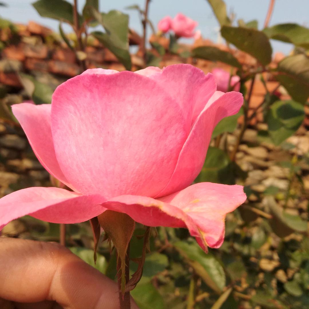 我行我素