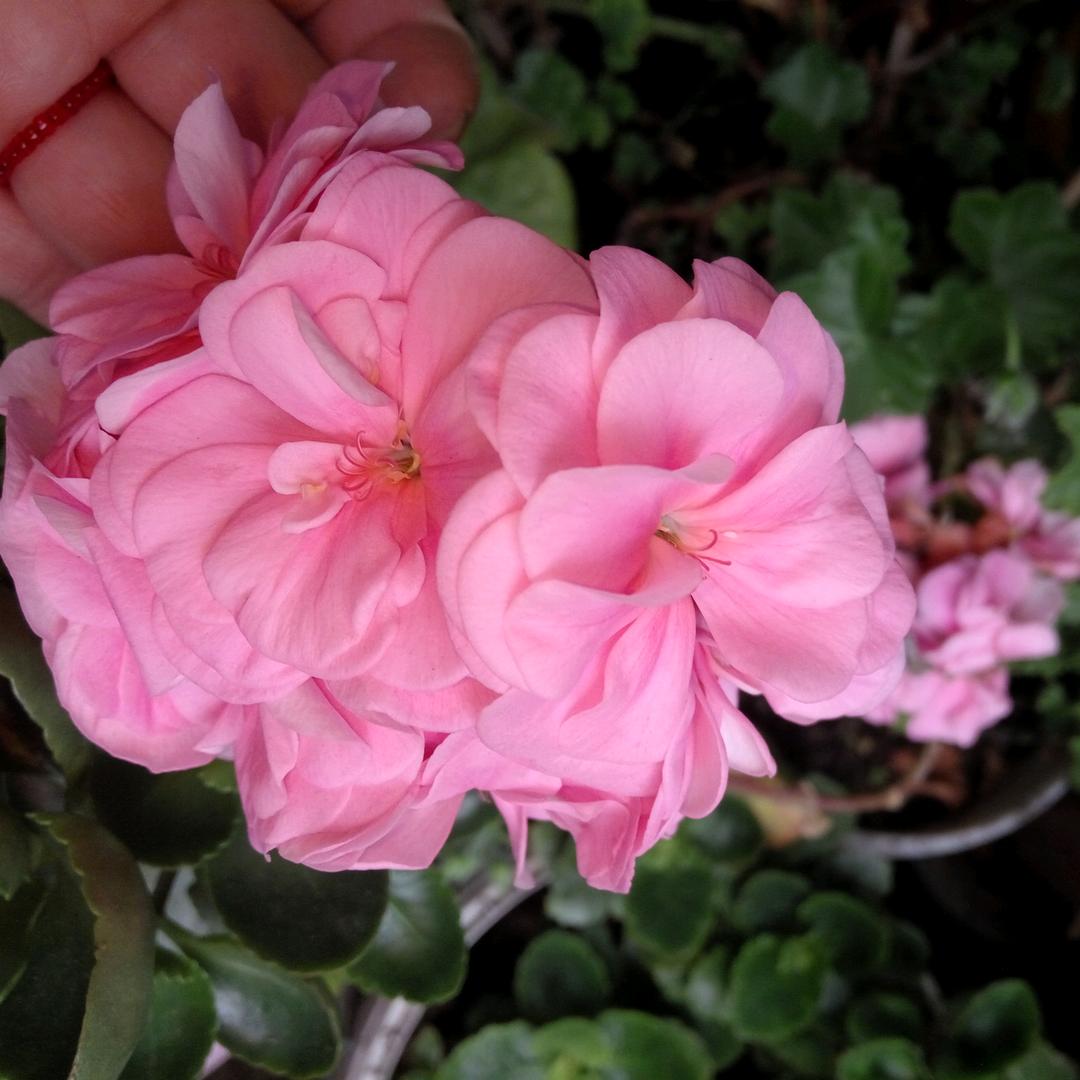 芳姨