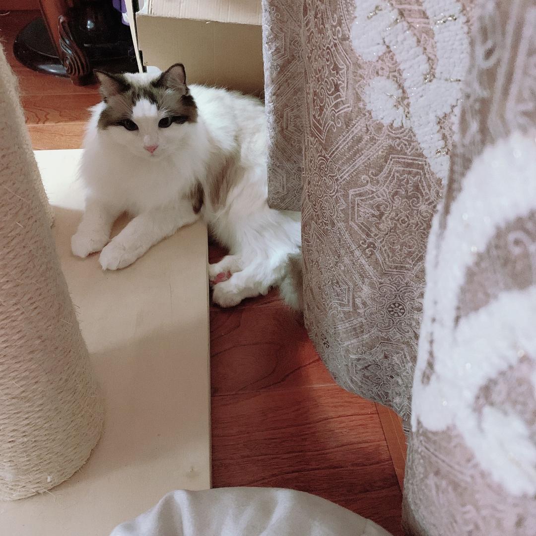 奶糖不是糖