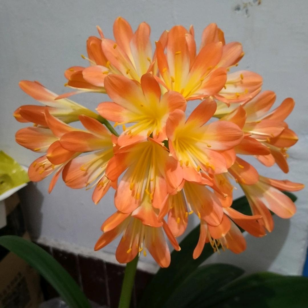 拥抱幸福🌹🌹🌹