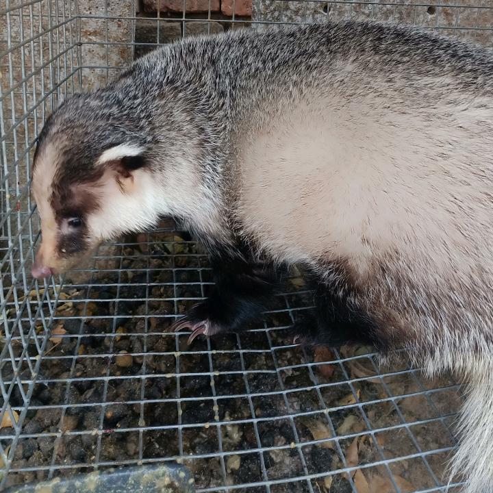 獾子养殖正阳养殖场