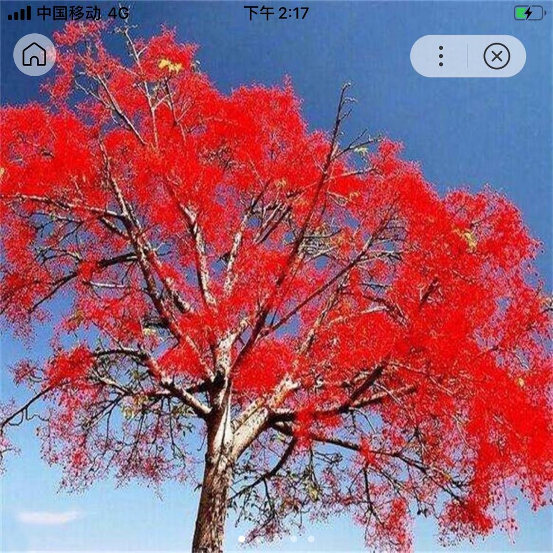郯城县立昊银杏园林苗圃场