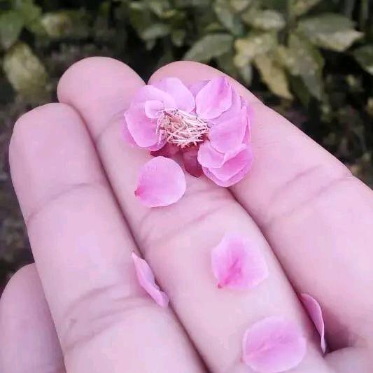 玫瑰xian的油炸糕