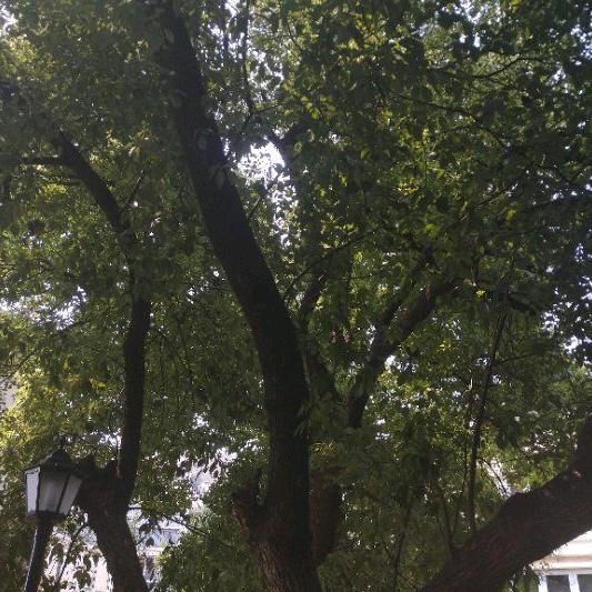 雨清扬