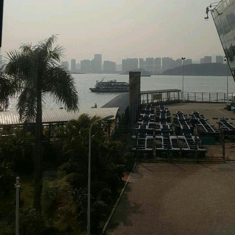 忙碌的羊