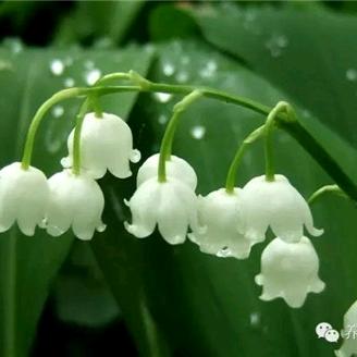 木心沐雨