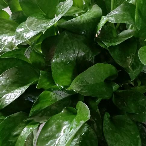 用户爱拼才会赢