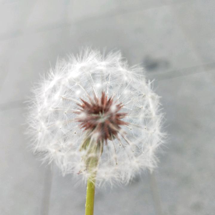 小小蒲公英