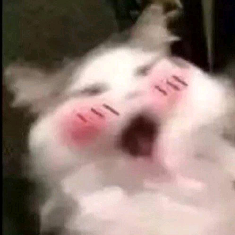 捉到一只可爱鬼