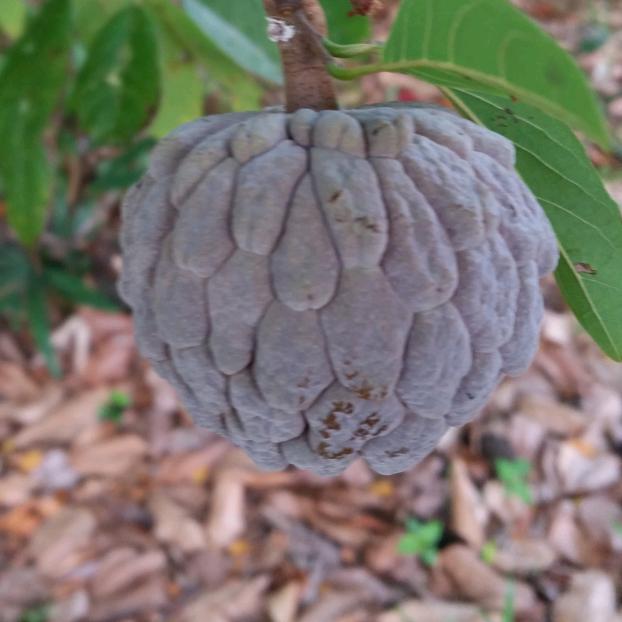 看了红红可高兴了