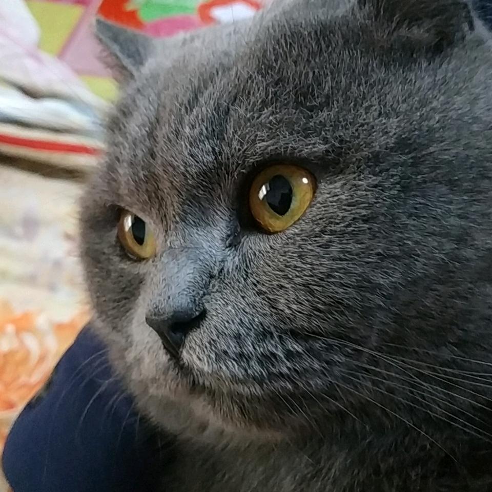 抖音丶阿良