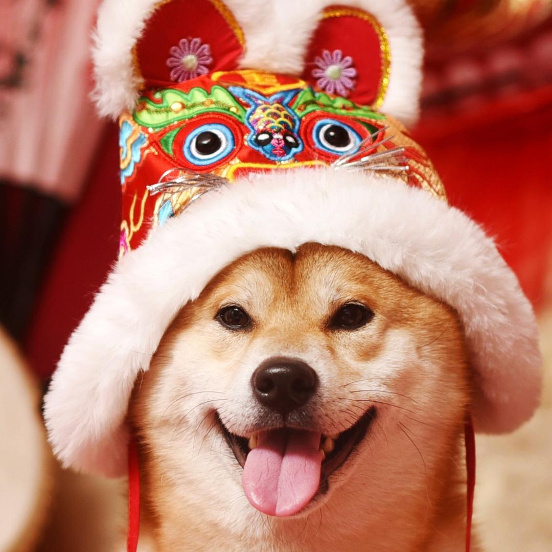 柴犬游小铁是个淘气包