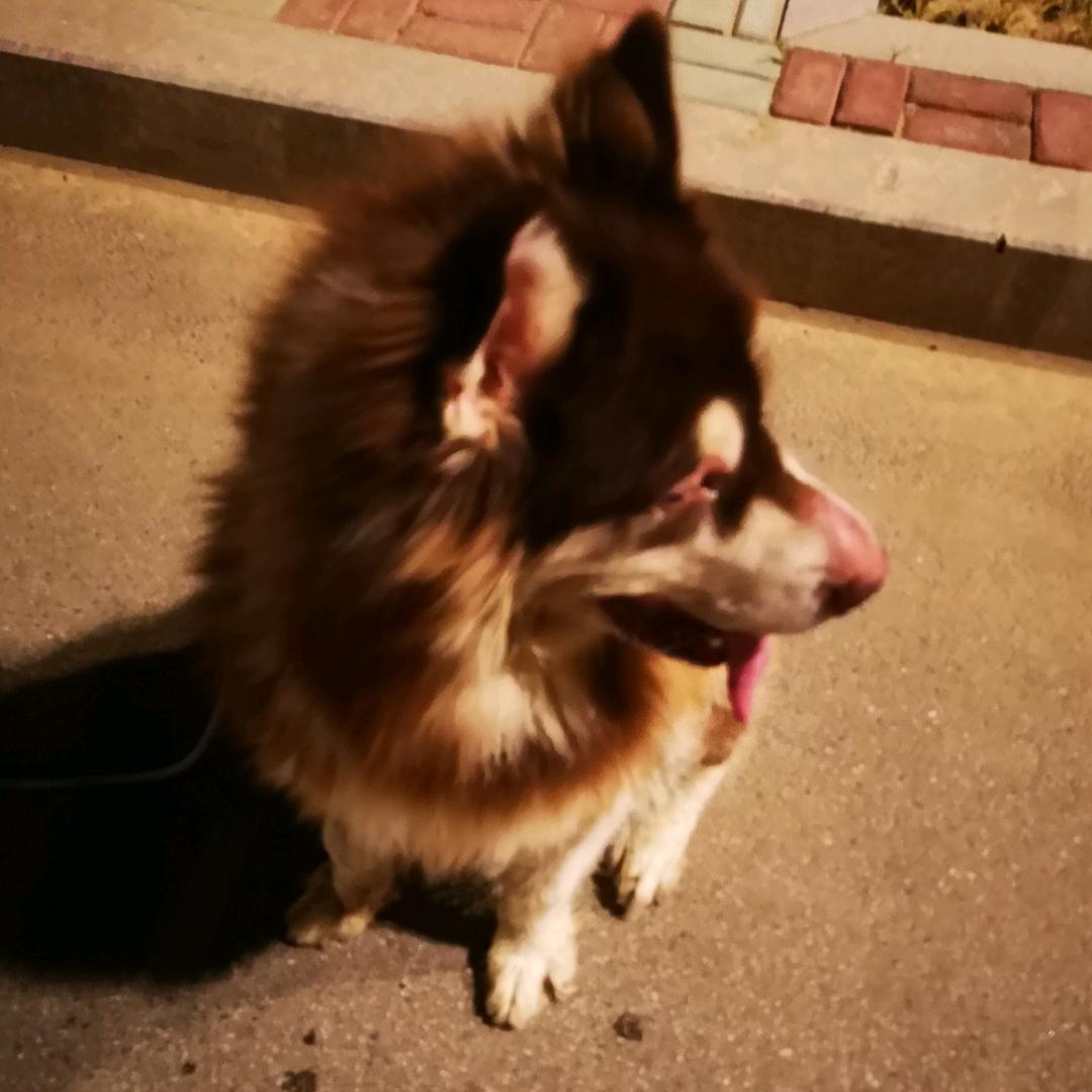 不会戒烟只会抽