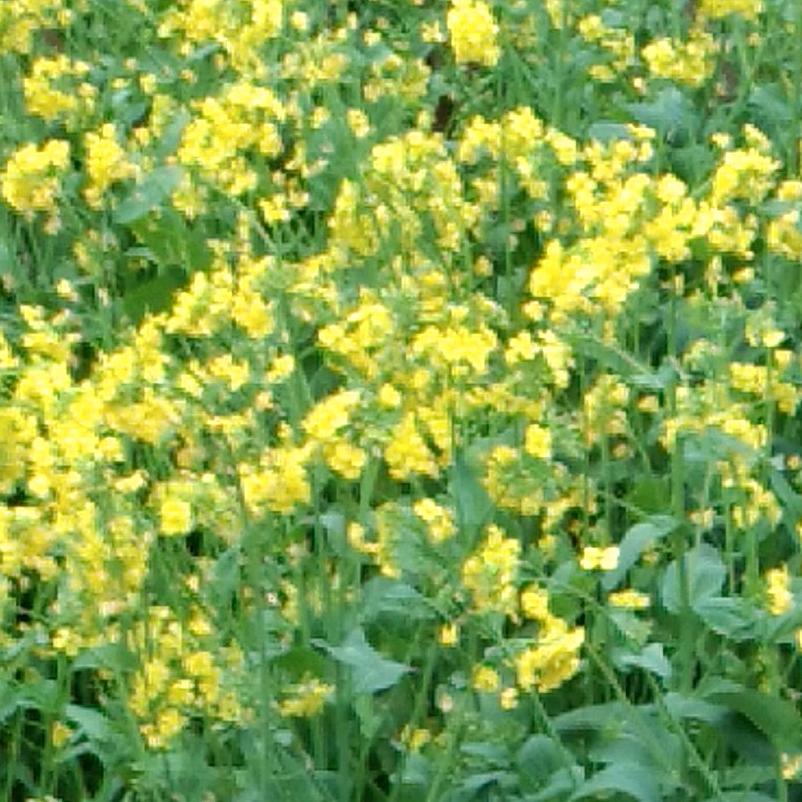 张翅飞翔步步高升