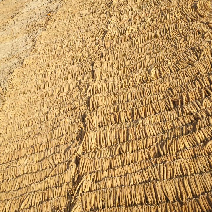 用户4012828545782党参