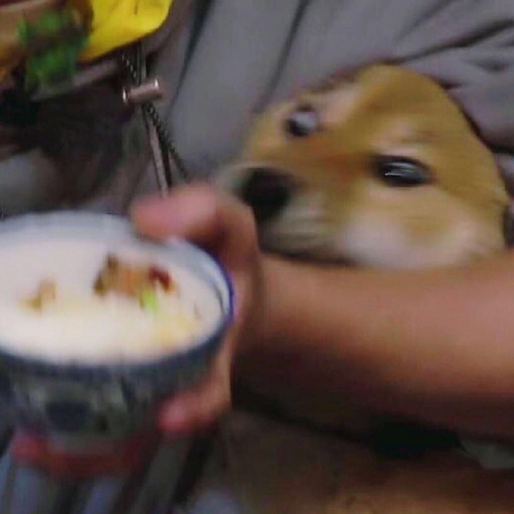 瓢哥不饿