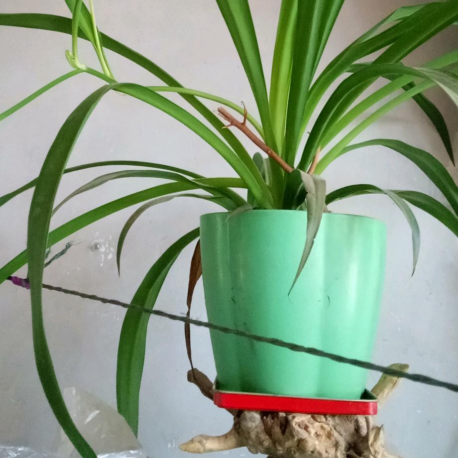 🐔¹⁹₈₁郭哥℘࿐🐔