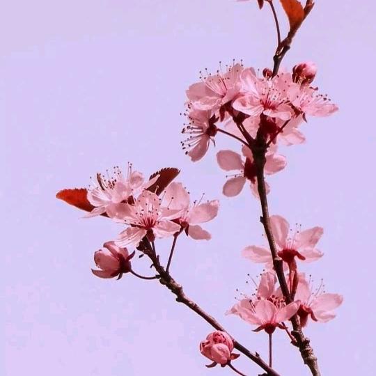 浅夏初雨🌺