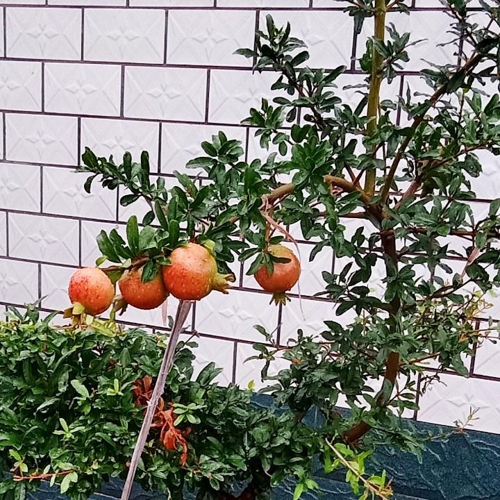 幸福一家朱哥
