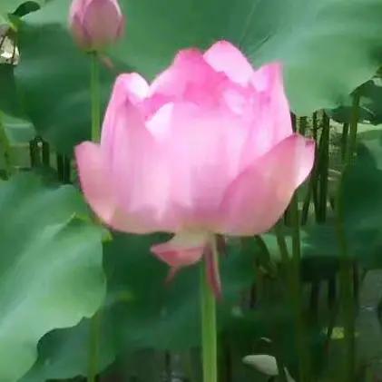曼漫