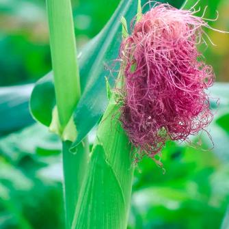 听এۣۖิ说糖很甜