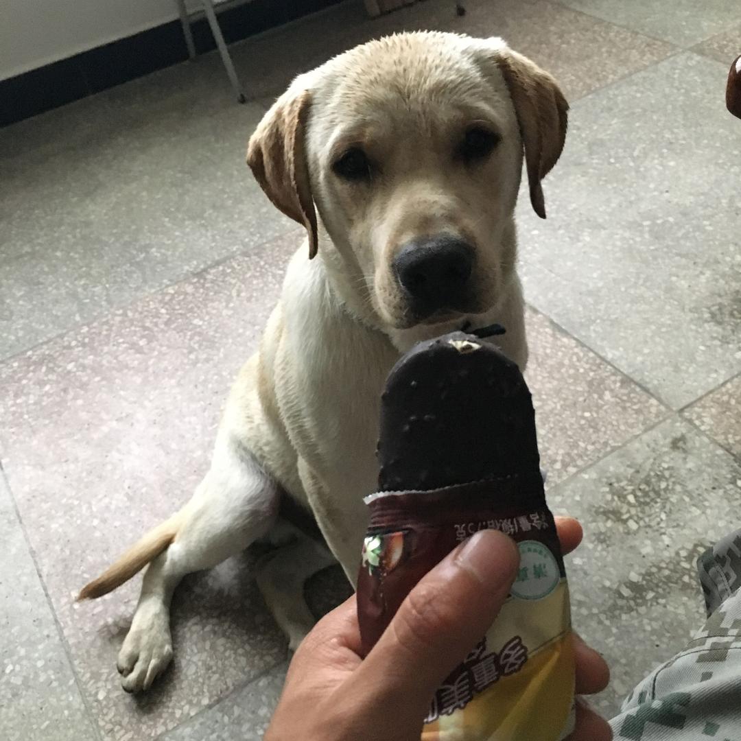 🐶🐶
