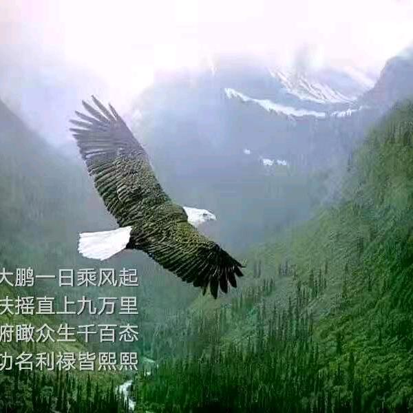 锦鹏金服