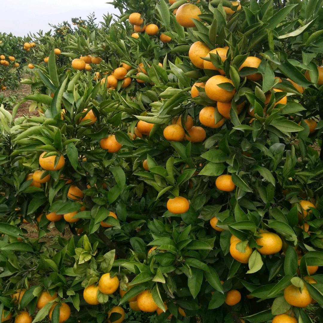 桔子黄了