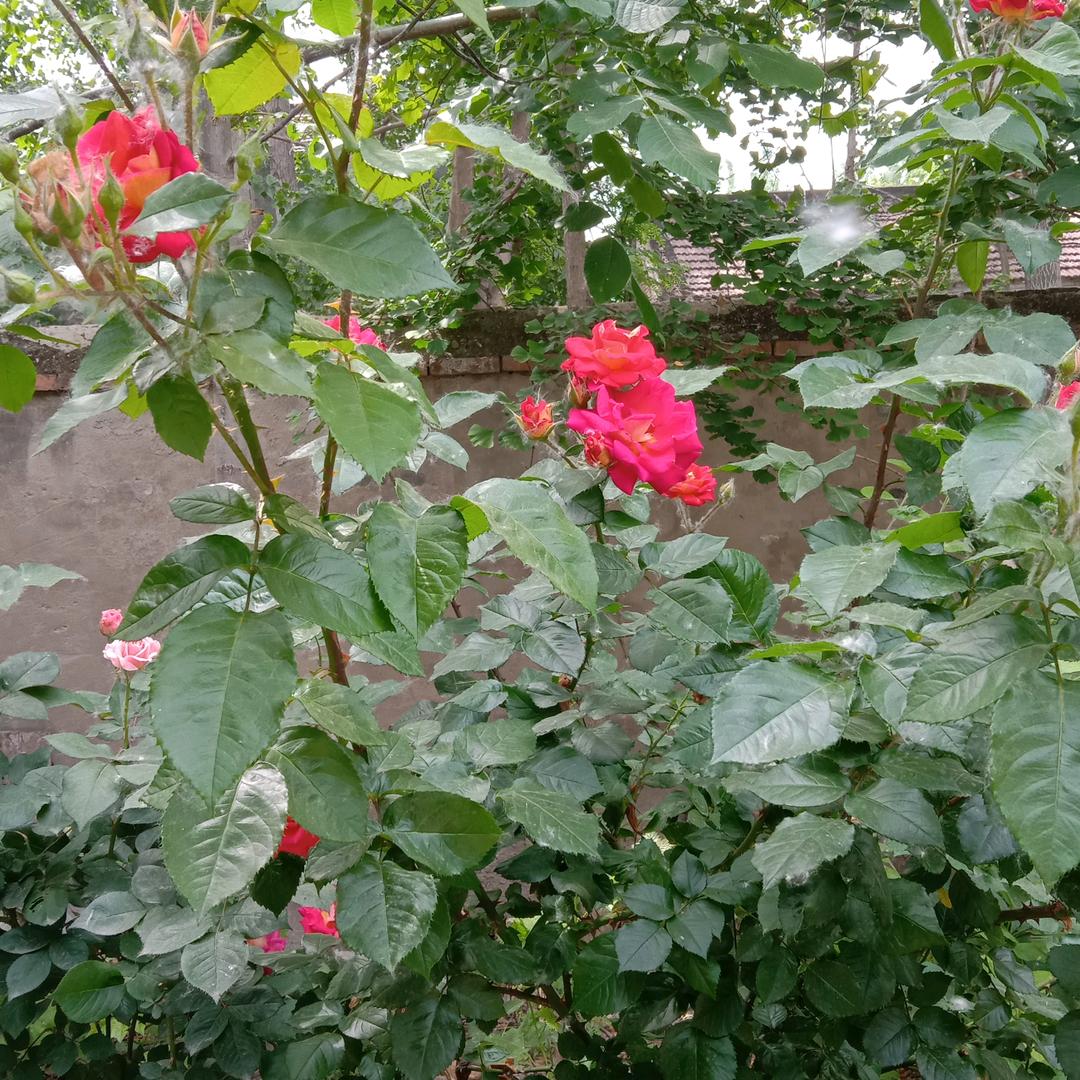 吉祥如意唐