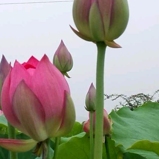 感悟人生   浩乐乐绿松石   刘海