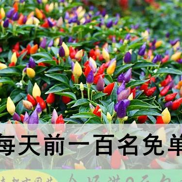 红哥