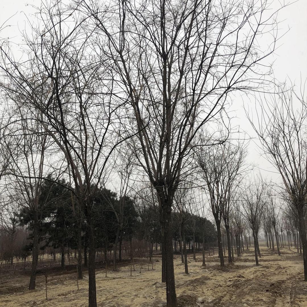 定州市森鑫药材苗木专业合作社