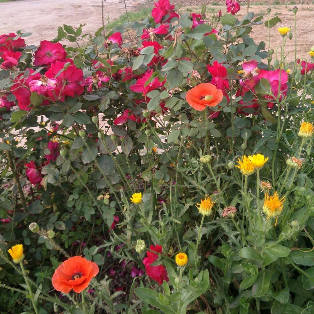 做一个勤劳善良的人