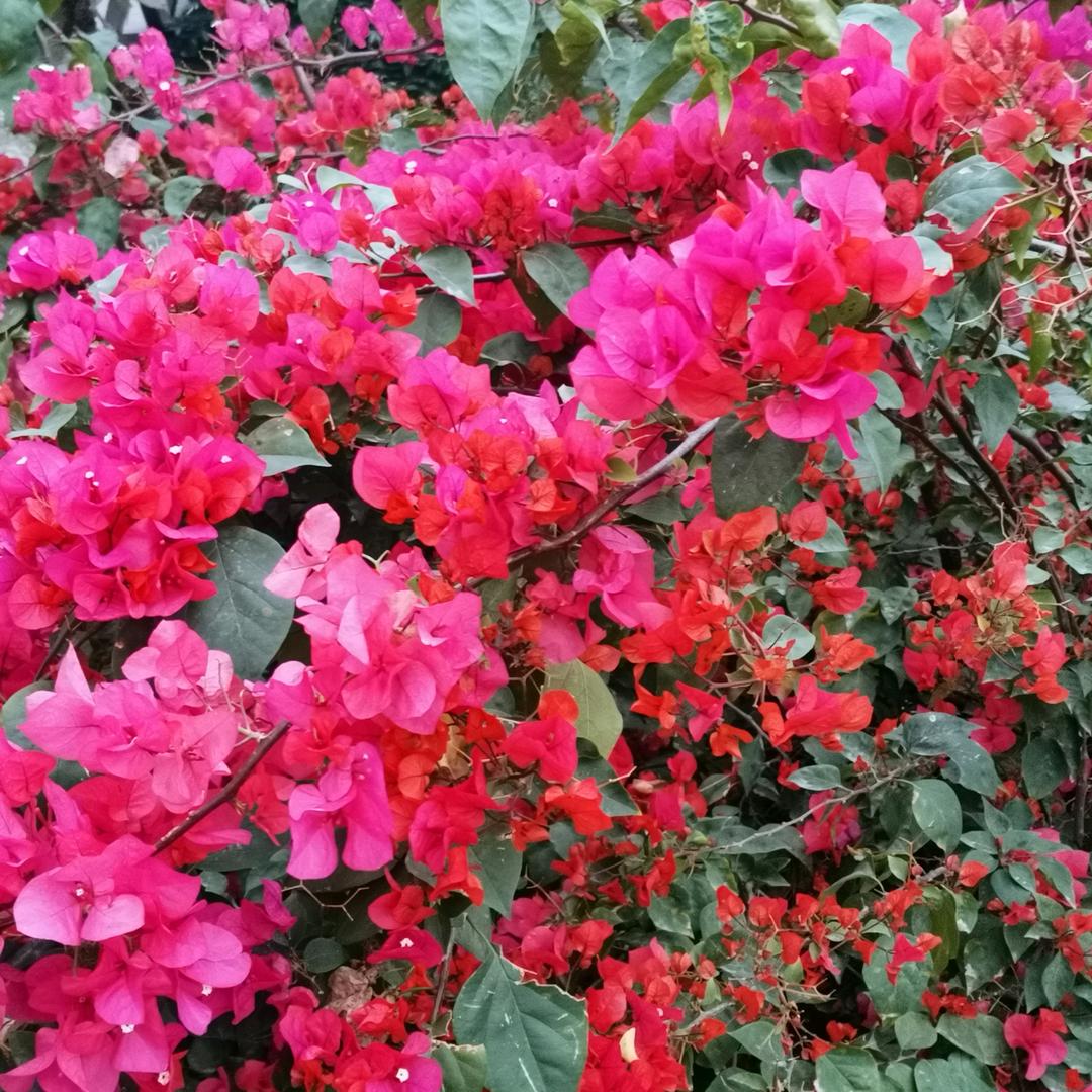 明天会更好
