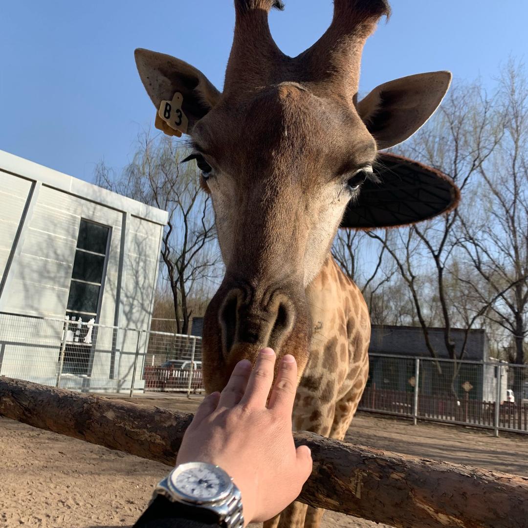 动物园的长颈鹿（临汾动物园）@抖音